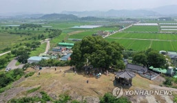 경남 창원에 있는 우영우 팽나무