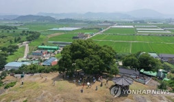 경남 창원에 있는 우영우 팽나무와 마을