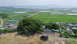 경남 창원에 있는 우영우 팽나무와 마을