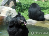 반달곰 시원하게 사과 한입