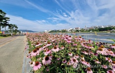 영천 금호강변 따라 활짝 핀 여름꽃