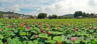 호남제일정 정읍 피향정 연못에 핀 연꽃