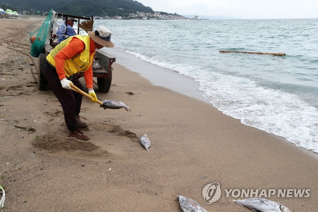 동해안 경북 영덕 앞바다에서 대형 참다랑어 무더기 어획에 어민들 놀람과 기품...어마어마한 양으로 놀라움