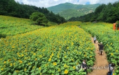 만개한 태백 구와우 해바라기