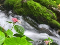 태백산 당골계곡의 여름