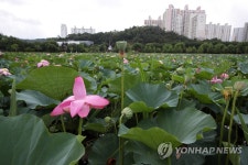 연꽃 핀 양산제
