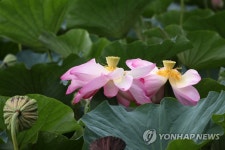 꽃잎 벌린 홍련
