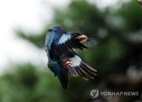 자식 키우느라 바쁜 파랑새