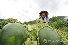 [픽! 광주] 수박계의 명품 무등산수박 5일 첫 출하