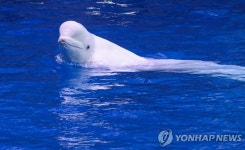 파리 센강에 갇힌 흰고래…당국, 북극해 귀환작전 구상