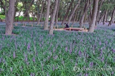만개한 밀양 삼문동 송림 맥문동꽃