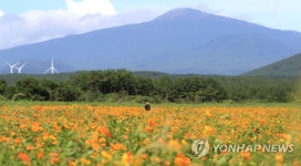 황화 코스모스 만개한 제주