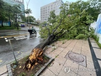 강풍에 쓰러진 인천 시내 가로수