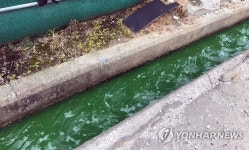 농수로에까지 녹조