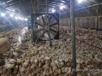 집중호우로 침수된 충남 보령의 농장 계사