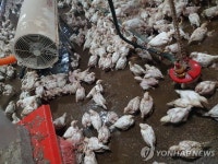 집중호우로 침수된 충남 보령의 농장 계사