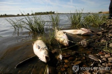 폴란드 강에서 물고기 집단 폐사…사체 10t 걷어내