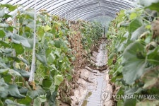 집중호우로 망가진 올해 농사