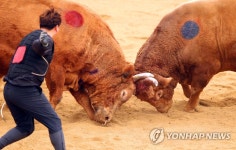 매출 장난 아니네 청도 소싸움 인기 갈수록 상승