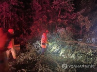 함안군, 쓰러진 나무 안전 조치하는 소방대원들