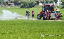 황금 들녘 바라며