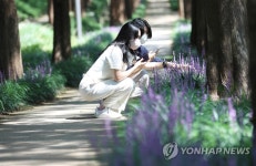 보랏빛 물든 광주 문화소통길