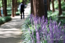 보랏빛 물든 광주 문화소통길
