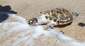 '고향 바다로'