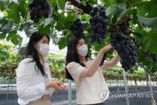 "포도따기 체험하세요"
