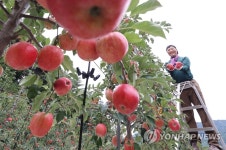 추석용 홍로 사과 수확해요
