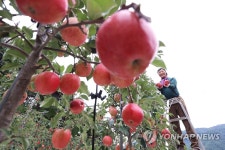 추석용 홍로 사과 수확