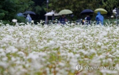 메밀꽃 핀 축제장