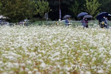 메밀꽃 핀 축제장