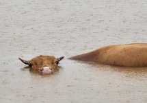 [태풍 힌남노] 제주 대정읍서 저류지에 고립됐던 소 1마리 구조