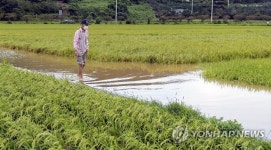 침수된 논