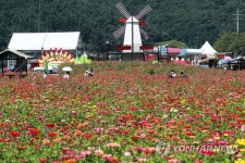 천만 송이의 유혹…평창 백일홍축제