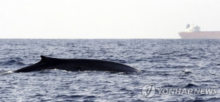 고래와 충돌했나…뉴질랜드 선박 뒤집혀 5명 사망