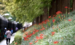 광주 북구 문화소통길 꽃무릇 인기