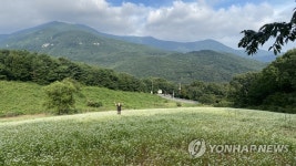 메밀꽃 활짝 핀 영남알프스 산자락