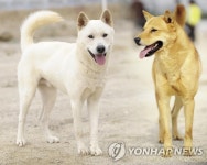 천연기념물 진돗개 구조했더니 무단 반출 고소