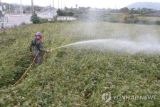 태풍 대비 농약 뿌리는 농민