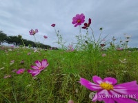 만발한 코스모스