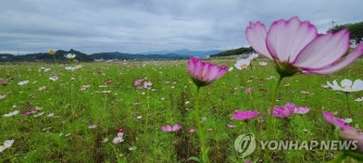 양양 남대천 둔치 코스모스