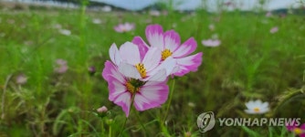 양양 남대천 둔치 코스모스