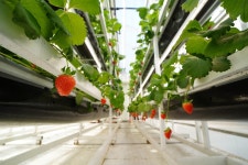 사계절 즐기는 딸기 재배기술 열렸다