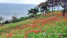 부안 변산마실길 수놓은 꽃무릇