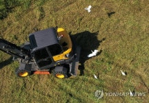 굴착기 주변에 모여드는 백로