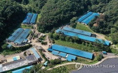 춘천서 ASF 잇따라 발생