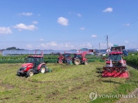 수확 앞둔 벼 갈아엎는 농민들