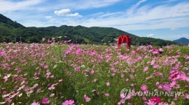 코스모스 만발한 원주 용수골 가을꽃 축제장